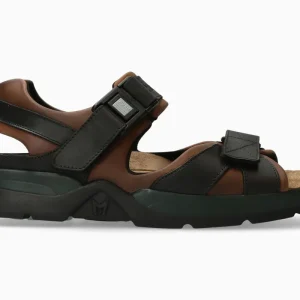 Shark Fit - Dark Brown | MR50